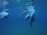 dauphins-drogue-poisson-globe