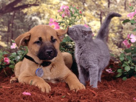 fonds-chiens-chats-3
