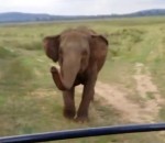 charge-elephant-femme-panique