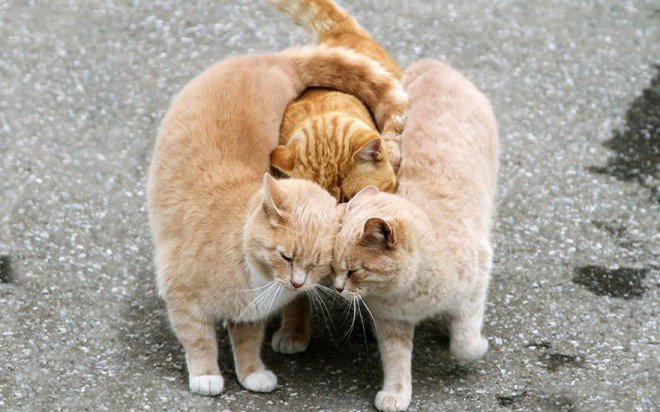 animal-love-friendship-101__8801-L