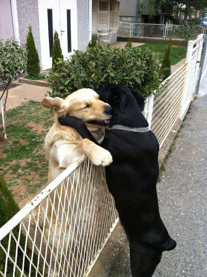 animal-love-friendship-121__8801-L