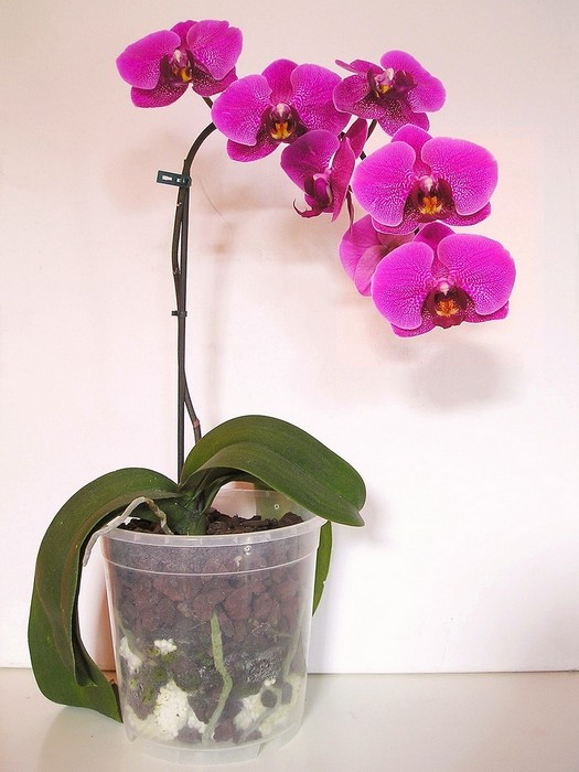 orchidees