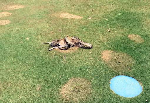 This handout photo from Robert Willemse taken on December 10, 2016 and received on December 13, 2016 shows a python wrestling with a wallaby in the middle of a fairway on a golf course in Cairns. A routine round of golf has taken a uniquely Australian turn with stunned players finding a giant python wrestling with a wallaby on a fairway. Robert Willemse was on the 17th hole at the Paradise Palms course in Cairns in north Queensland on December 10 when he heard that a four-metre (13-foot) scrub python was gorging on the native marsupial nearby. / AFP PHOTO / Robert Willemse / Robert Willemse / RESTRICTED TO EDITORIAL USE - MANDATORY CREDIT "AFP PHOTO / ROBERT WILLEMSE" - NO MARKETING NO ADVERTISING CAMPAIGNS - DISTRIBUTED AS A SERVICE TO CLIENTS - NO ARCHIVES