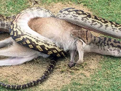 This handout photo from Robert Willemse taken on December 10, 2016 and received on December 13, 2016 shows a python wrestling with a wallaby in the middle of a fairway on a golf course in Cairns. A routine round of golf has taken a uniquely Australian turn with stunned players finding a giant python wrestling with a wallaby on a fairway. Robert Willemse was on the 17th hole at the Paradise Palms course in Cairns in north Queensland on December 10 when he heard that a four-metre (13-foot) scrub python was gorging on the native marsupial nearby. / AFP PHOTO / Robert Willemse / Robert Willemse / RESTRICTED TO EDITORIAL USE - MANDATORY CREDIT "AFP PHOTO / ROBERT WILLEMSE" - NO MARKETING NO ADVERTISING CAMPAIGNS - DISTRIBUTED AS A SERVICE TO CLIENTS - NO ARCHIVES