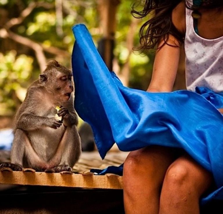 Ces Photos Prouvent Que Les Hommes Descendent Bel Et Bien Du Singe