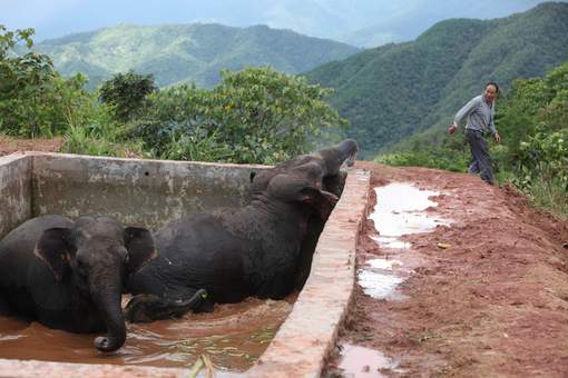 Trois éléphants Tombés Au Fond D Un Bassin Dans Le Sud Ouest De La