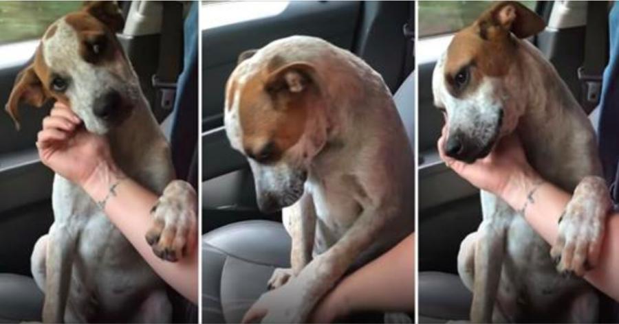 Personne ne voulait adopter ce chien abandonné! Regardez