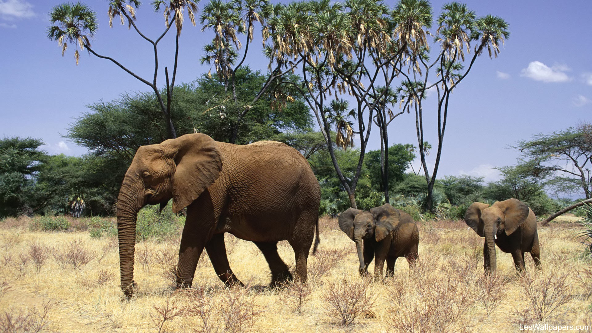 Le Botswana va légaliser la chasse aux animaux sauvages ! - Cocktail