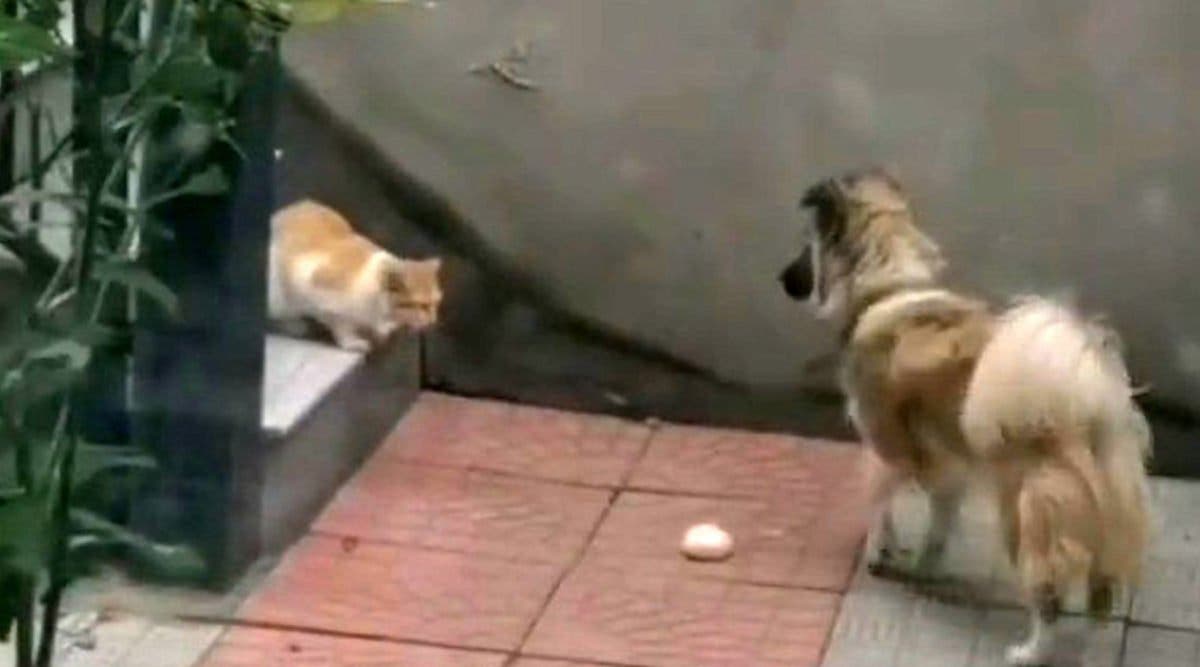Un chien offre sa nourriture à un chat errant et affamé