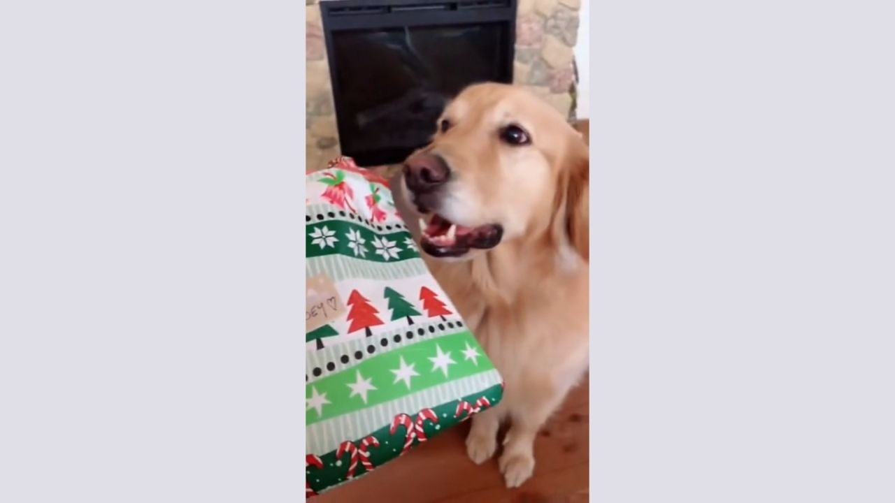 Cette chienne reçoit un cadeau de Noël qui va lui changer la vie - Cocktail Cette chienne reçoit un cadeau de Noël qui va lui changer la vie - Cocktail